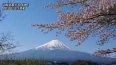 まだ見られる桜と富士山のコラボレーション