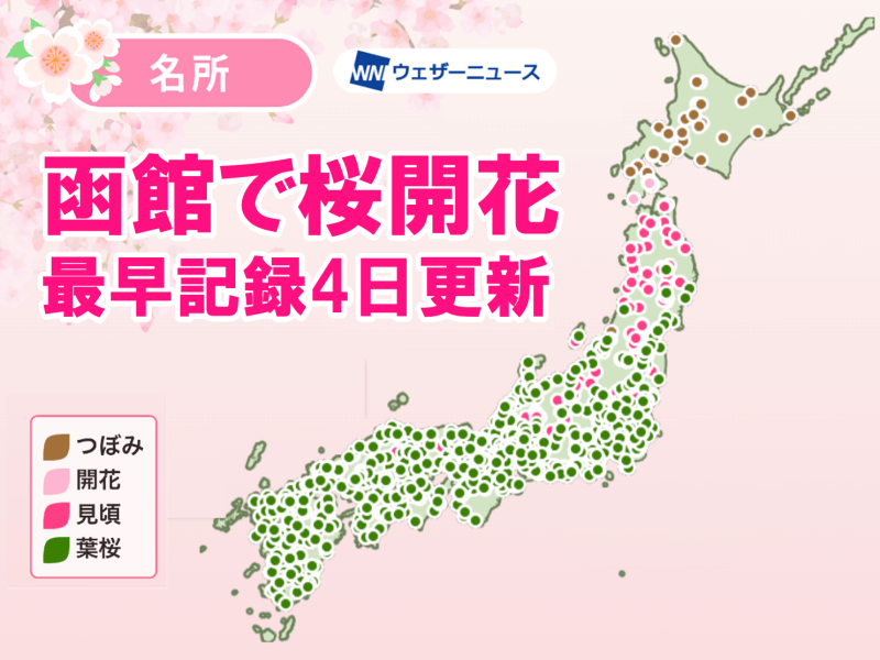 函館で桜開花　観測史上最早記録を4日間も更新　桜前線はいよいよ北海道へ