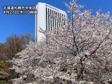 札幌などお花見日和　週末の雨風で桜が散ってしまう可能性