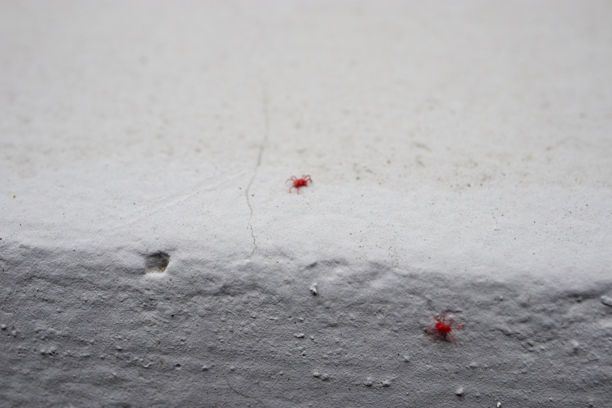 5月に見かける“小さな赤い虫”の正体は「タカラダニ」人を刺したりする？