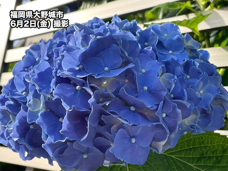 まもなく紫陽花の季節に　各地で順調に色付きが進む