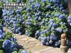 東北では紫陽花が見頃　北海道も順調に色付きが進む