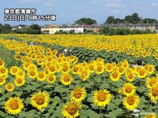 夏の代表・ひまわりが見頃に　青空に映える鮮やかな黄色