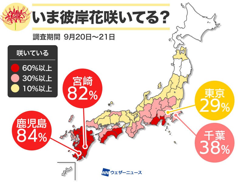 彼岸花のシーズン到来　九州や四国で開花多く、東京でも約3割が咲き始め