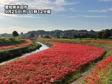 彼岸花が各地で見頃に　秋空に赤い花が映える