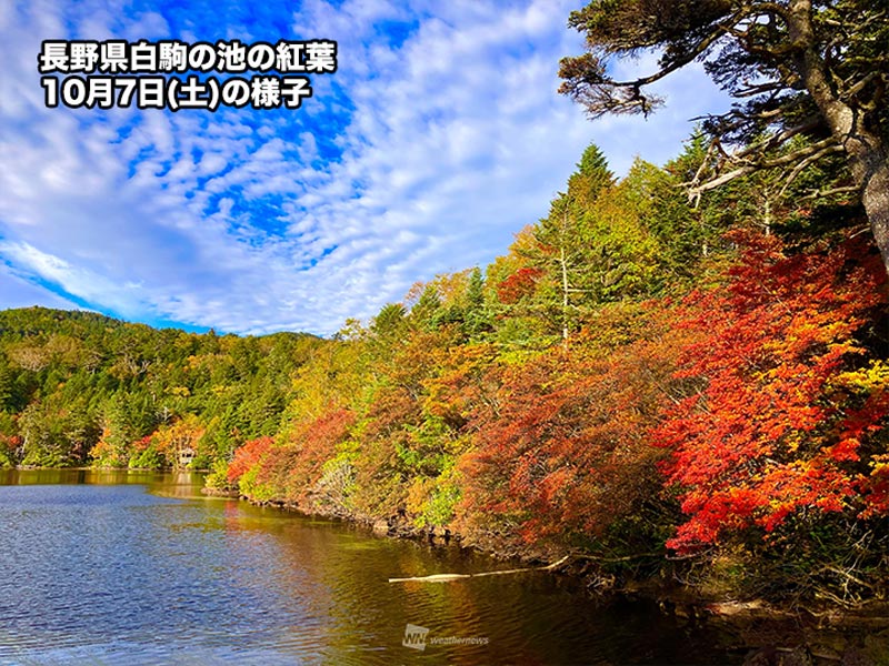 北日本や北陸で色づき始める紅葉　長野・白駒の池もまもなく見頃へ