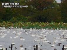 冬の使者が続々飛来　新潟瓢湖の白鳥