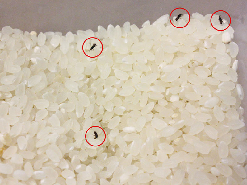 なぜお米に虫が？　新米シーズンに気になる、お米につく害虫の正体と対策