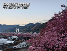 一足先に春の便り　河津桜がまもなく見頃に　静岡・伊豆