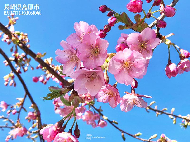 関東から九州は穏やかな陽気に　寒暖差や花粉飛散には注意