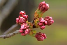 開花の時期の目安がわかる？東京の桜「600℃の法則」とは