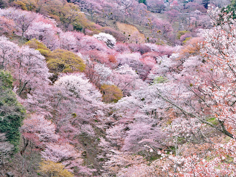 桜は全部で何種類？ ソメイヨシノはどんな桜？ 知っておきたい桜の基礎知識