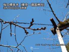 東京・靖国神社の桜のつぼみ　昨年よりもゆっくりと生長か