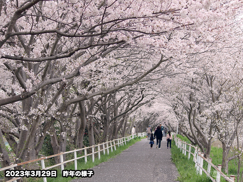 桜お花見調査　「公園・桜並木」でのお花見派が7割　「天気」が最重要