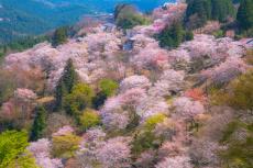 ご存知ですか？「山又山山桜又山桜」　以前は桜の主役だったヤマザクラとは