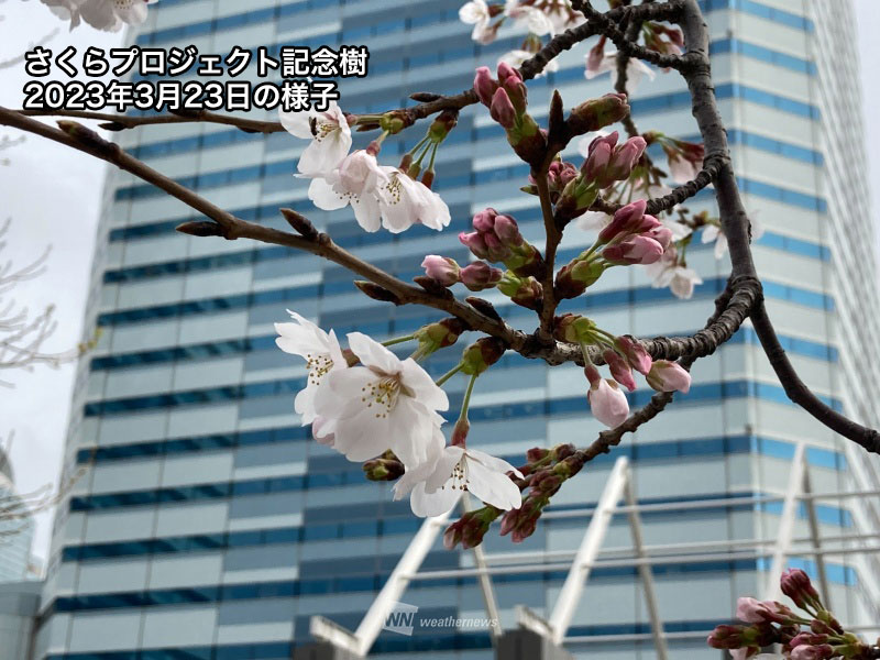 ウェザーニュースのマイ桜　さくらプロジェクト記念樹の開花まで