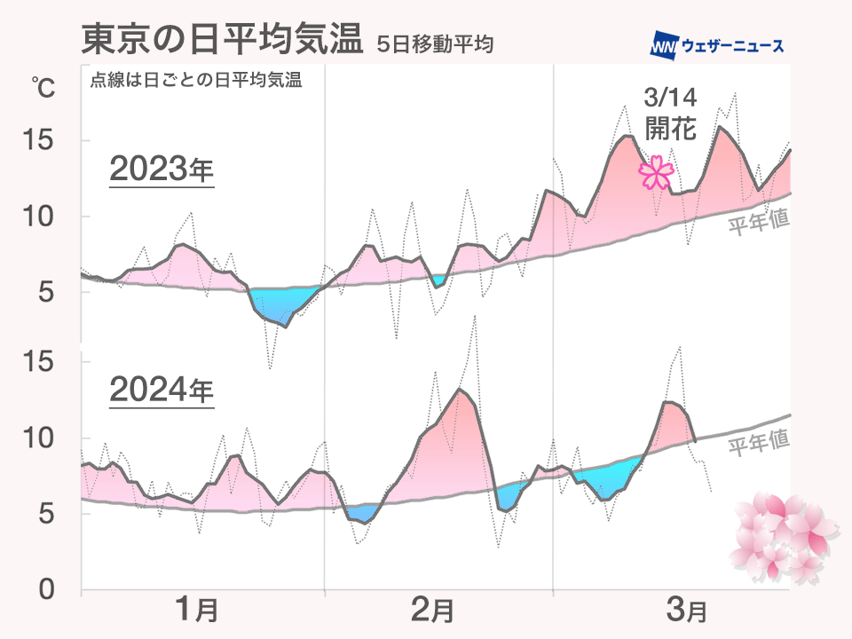 東京　桜の開花が昨年よりも1週間以上遅く　平年は24日