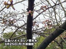 広島で桜開花　宮崎・高知に続き今年3番目のソメイヨシノ開花発表