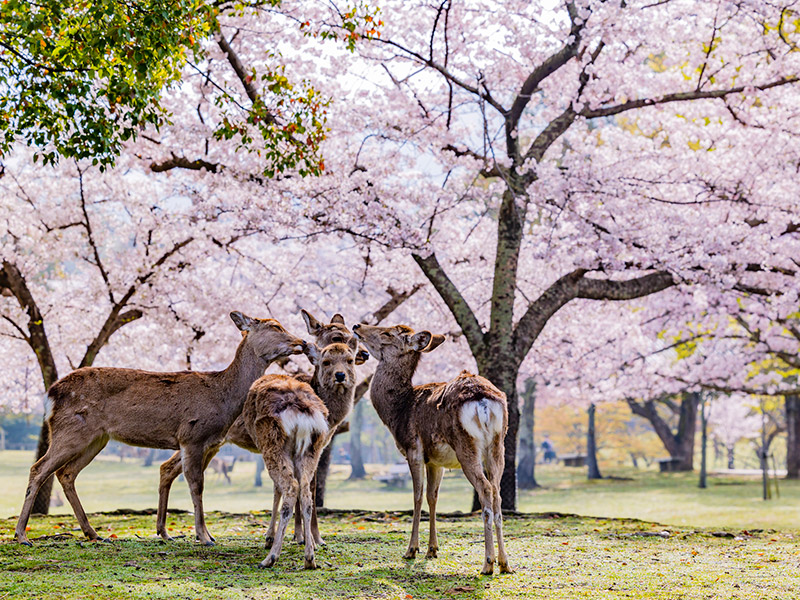 3月27日は「さくらの日」　桜に関する言葉や諺をご紹介