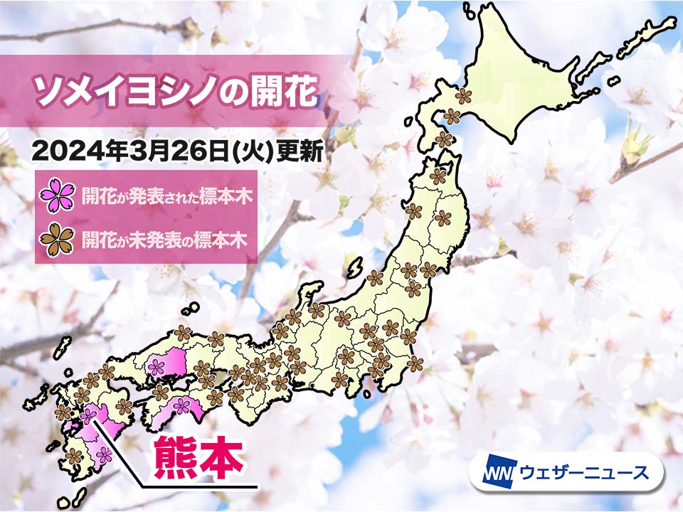 熊本でソメイヨシノ開花　平年より4日遅い桜開花発表に