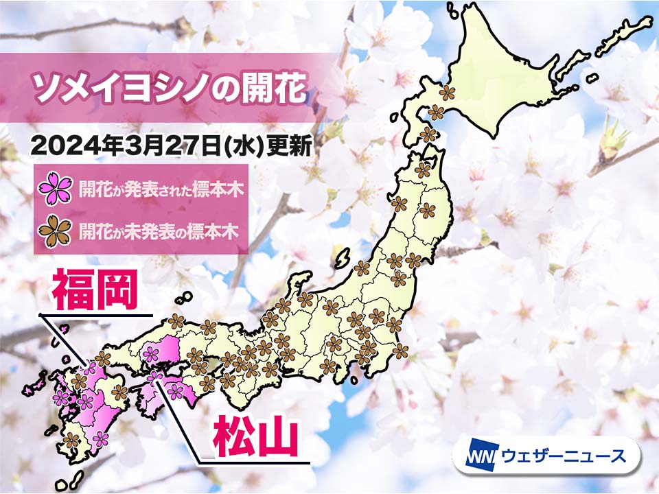 福岡と松山でソメイヨシノ開花　ともに昨年より9日も遅い桜開花発表に