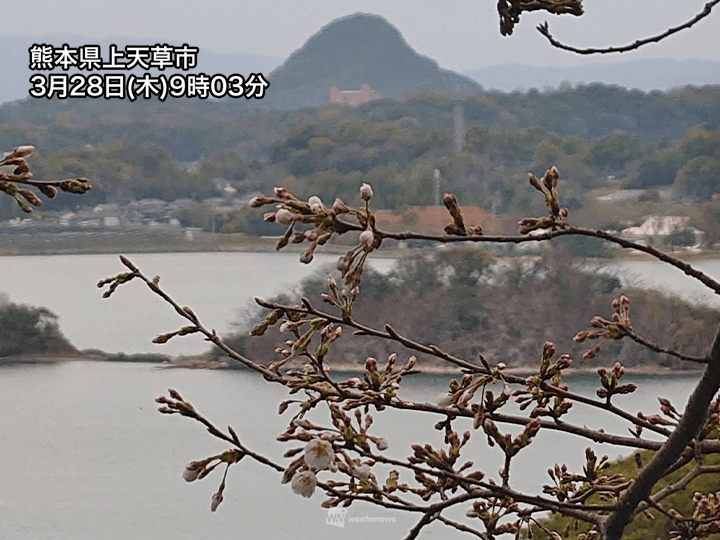 九州は咲き出した桜を濡らす雨　帰宅時間は関東まで雨の範囲が拡大