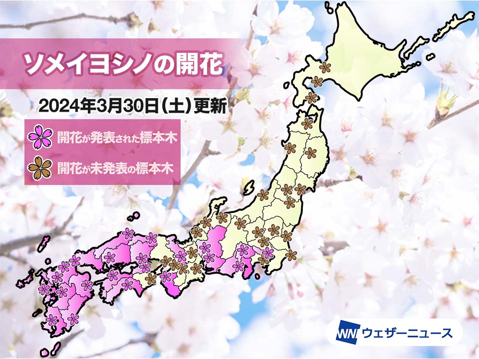 桜前線一気に進む　九州・中国地方は全気象台でソメイヨシノ開花