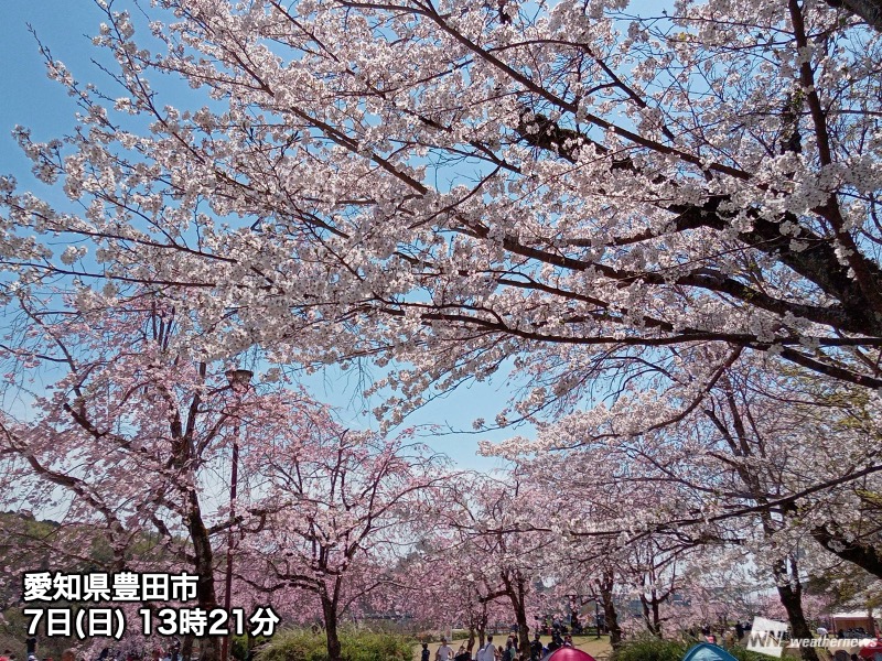 お花見日和の日曜日　週明けは桜には試練の雨に