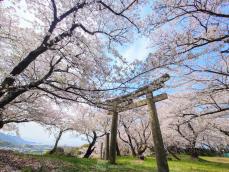 今年の東日本、西日本の桜開花　8割以上が遅かったと体感