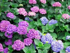 紫陽花(アジサイ)の花色が違う意外な理由とは？　土が関係するの？