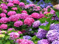 紫陽花は2000種以上も!?　日本で見られる代表的な品種は？