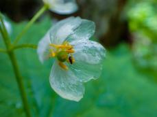 梅雨の時期に咲く　幻想的な“透明の花”「サンカヨウ」