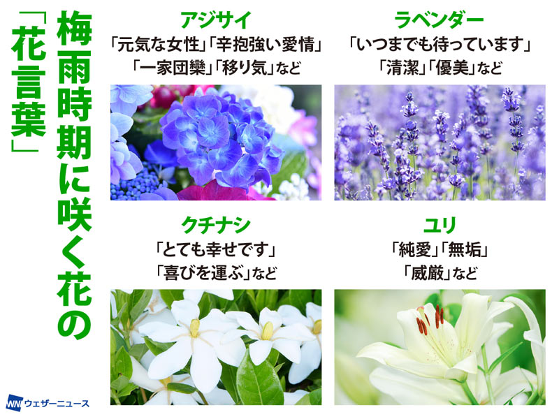 梅雨時期に咲く花の「花言葉」　アジサイ・ラベンダーなど4選