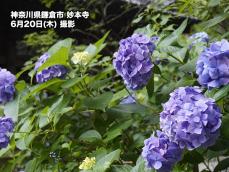 鎌倉など“紫陽花”が見頃　西日本から東日本は梅雨を彩る花の季節