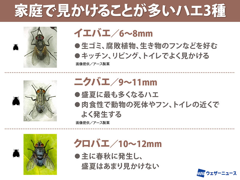 残暑で活発なハエ　仕留めるのに苦労するハエの驚くべき能力