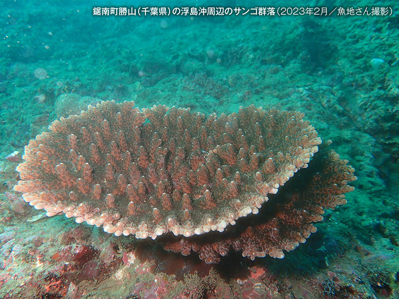 温暖化で東京湾が南国の海に？　サンゴ、漁業…、東京湾に起こる異変とは