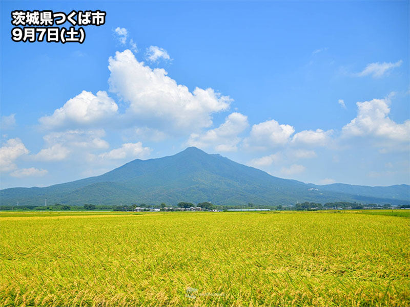 黄金色に染まる稲穂　いよいよ実りの秋の到来へ