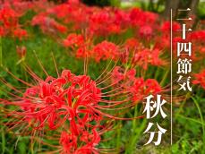 二十四節気「秋分」 秋分に咲く花は地獄の花？天界の花？