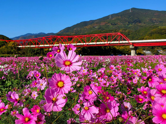 「秋桜(あきざくら)」はいつ、どうして「コスモス」になったのか？