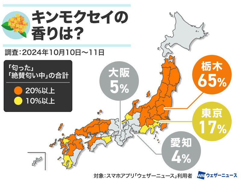 キンモクセイ香った？　今年は東京や大阪で開花遅れる