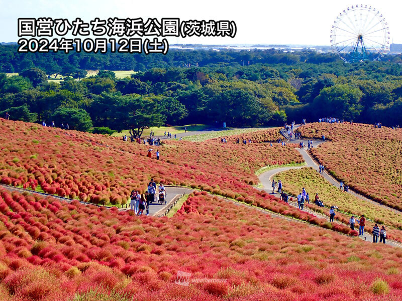 秋の訪れを告げる「コキア」の色彩、見頃間近か