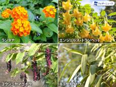 身近な植物にも毒がある　秋に気をつけたい草木