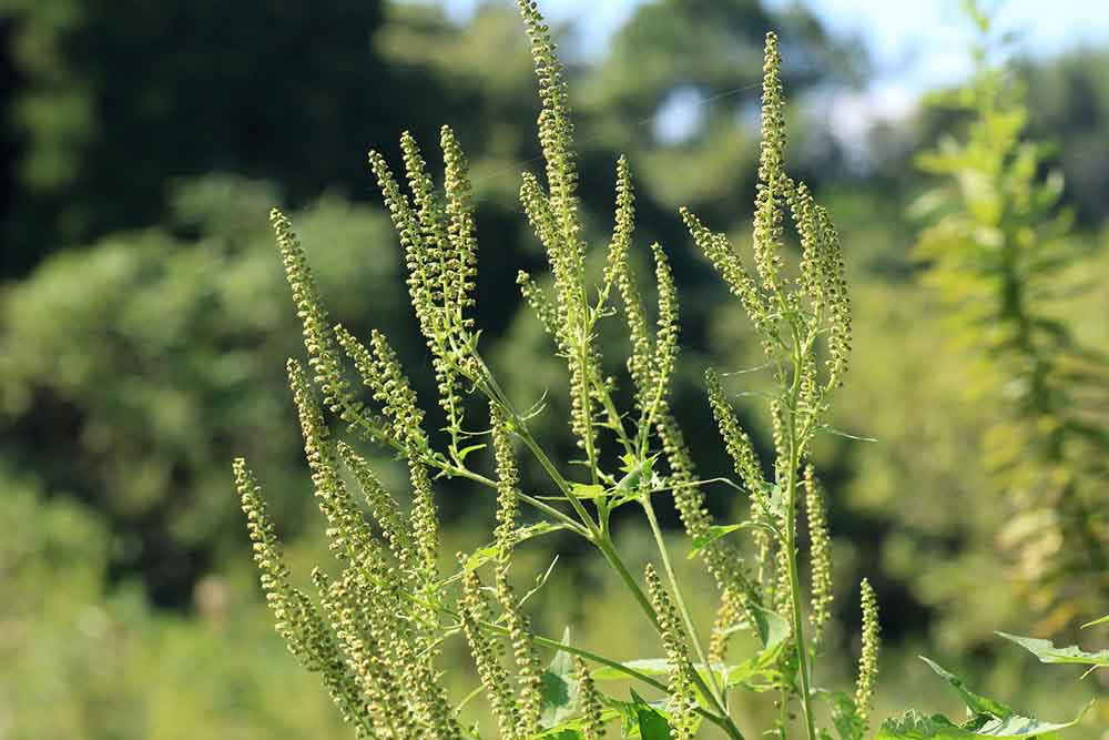 秋も花粉症に注意　春との症状の違いは？　今からできる対策