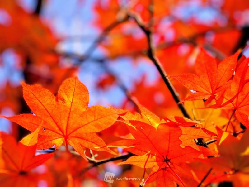 紅葉を観賞することを「紅葉狩り」というのはなぜ？