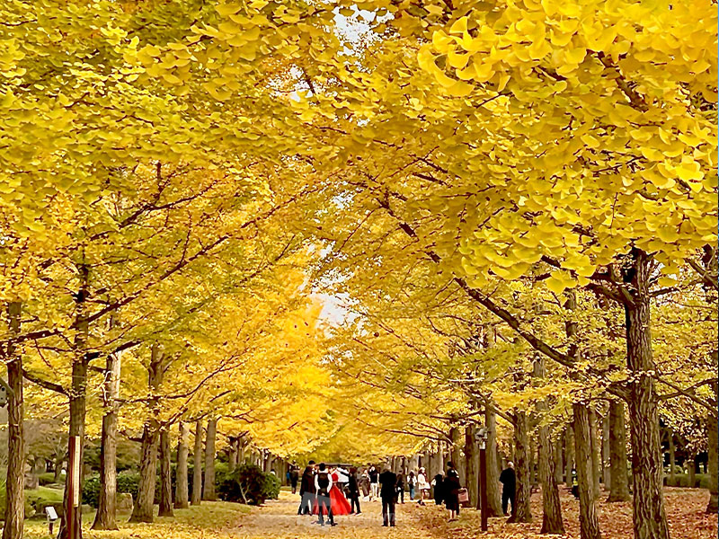 紅葉　今週末の見頃スポット情報　関東は土曜ほど紅葉狩り日和に