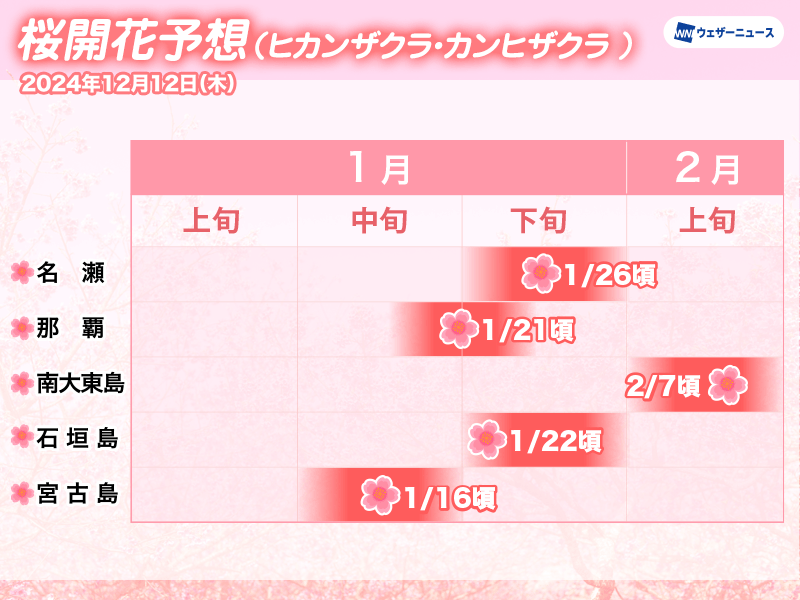 沖縄・奄美地方の桜開花予想　1月中旬から開花へ