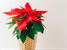 ポインセチアが「クリスマスの花」になったのはいつどうして？