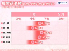 沖縄・奄美地方の桜開花予想　1月中旬に開花ラッシュ