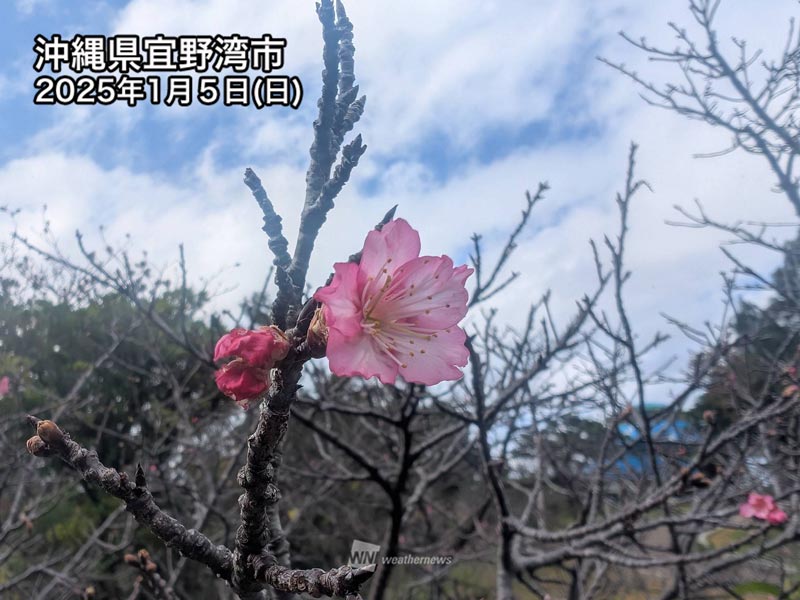 沖縄で桜が開花　那覇でヒカンザクラの開花発表