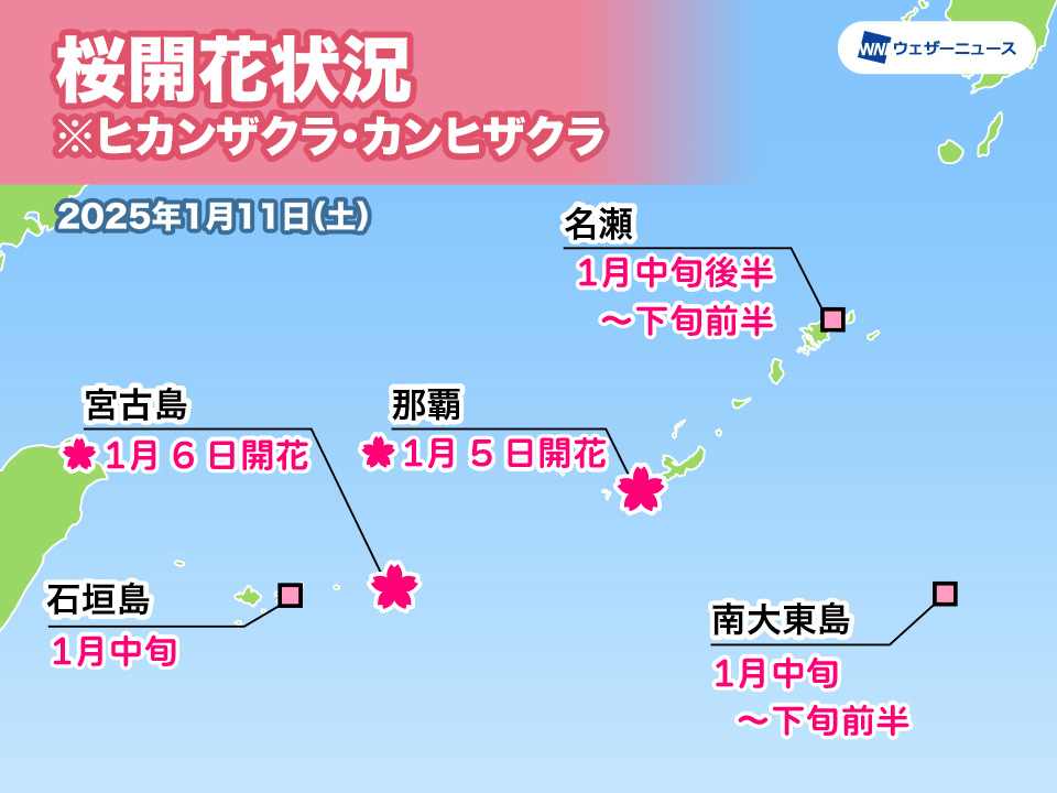 沖縄・奄美地方の桜開花予想　石垣島もまもなく桜開花へ